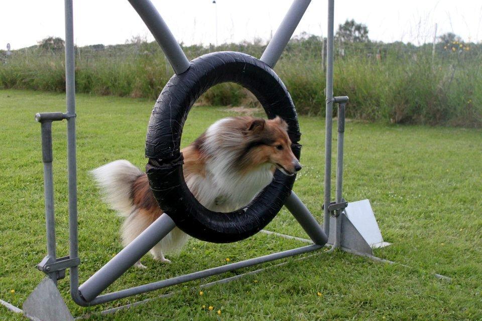 Shetland sheepdog Lillebror - Lillebror til Agility. Tirsdag d. 12 juni 2012
Fotograf: Simone R.
- Hjulet billede 6