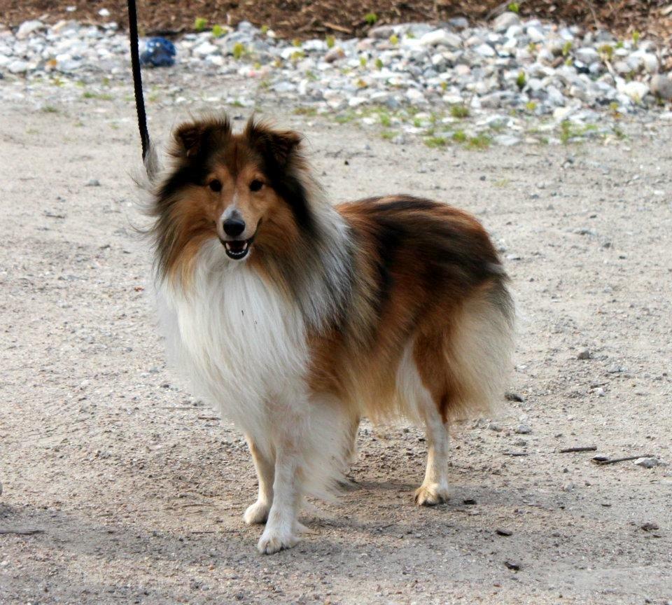 Shetland sheepdog Lillebror - Lillebror
Fotograf: Simone R. billede 8