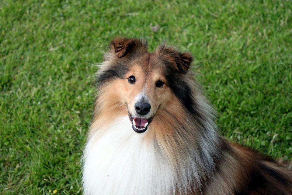 Shetland sheepdog Lillebror - Lillebror
Fotograf: Simone R. billede 9