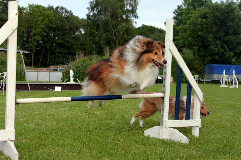 Shetland sheepdog Lillebror - Lillebror & Kenzo til Agility. Tirsdag d. 12 juni 2012
Fotograf: Simone R. billede 11