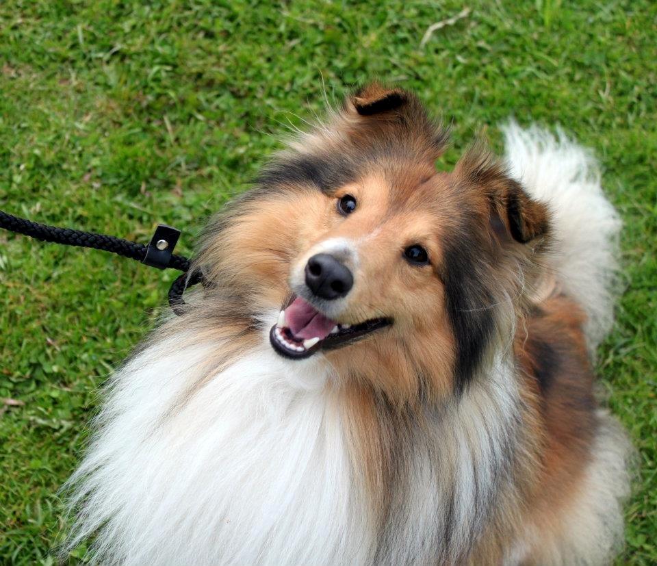 Shetland sheepdog Lillebror - Lillebror der smiler (-:
Tirsdag d. 12 juni 2012
Fotograf: Simone R. billede 12