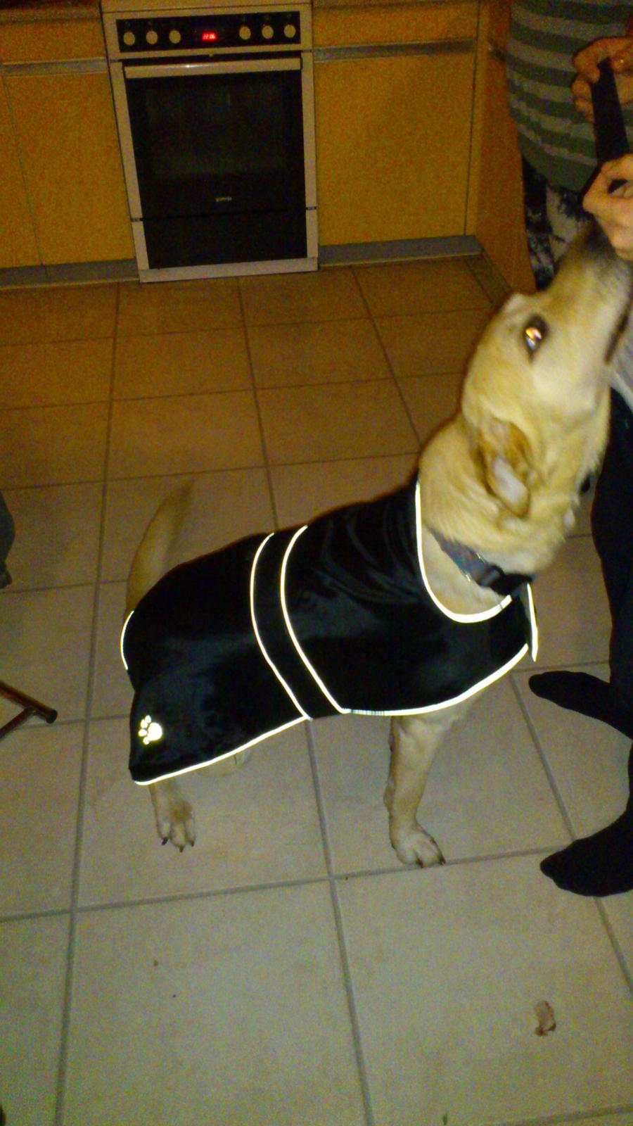 Blanding af racer Rocky billede 17