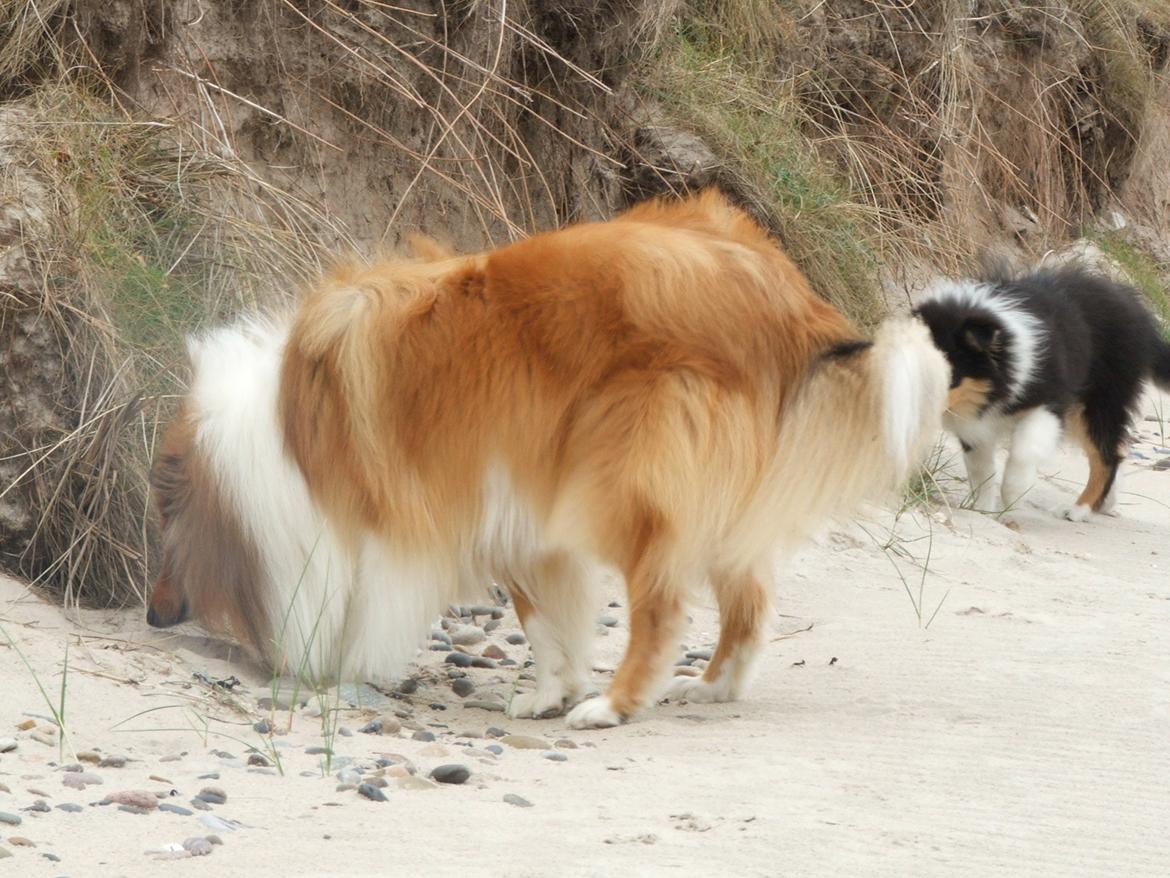 Collie langhåret Tvingsfields Dirty Diana (Belle) - 13/6 - 2012. Torup Strand :) billede 15