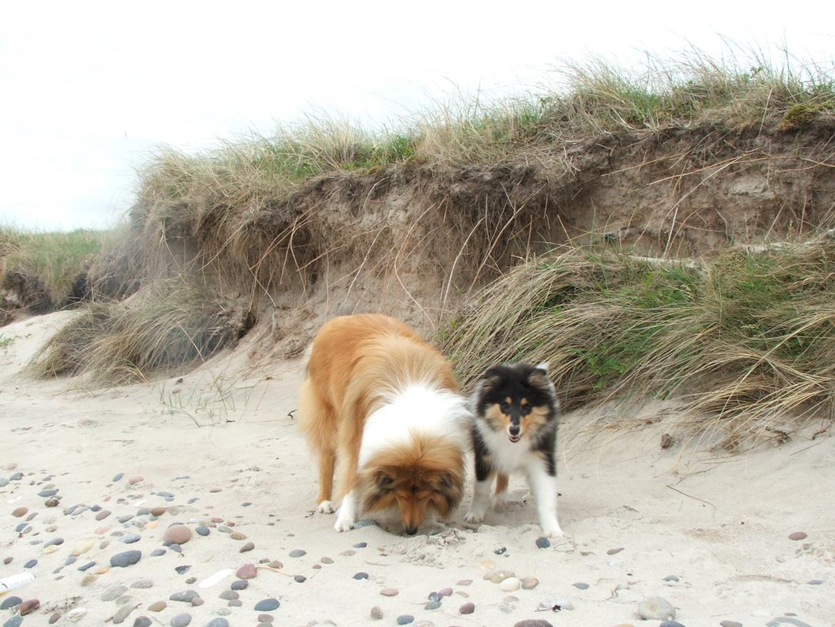 Collie langhåret Tvingsfields Dirty Diana (Belle) billede 16