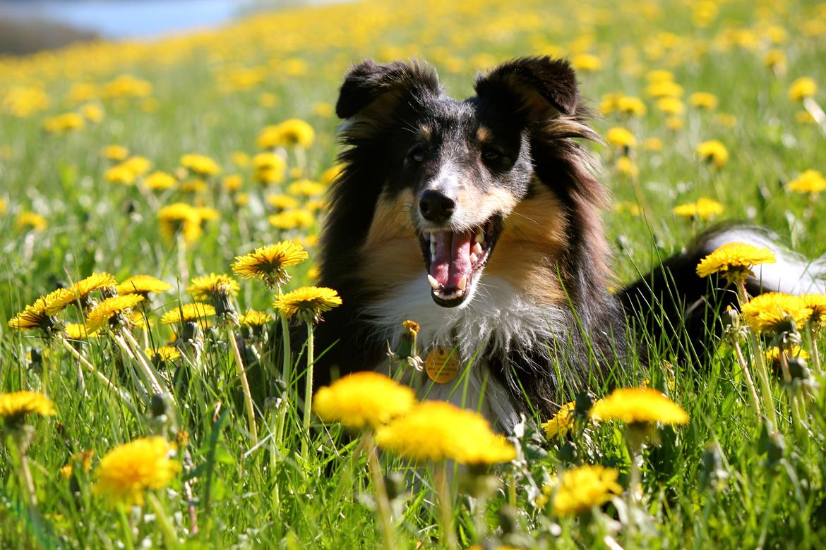 Shetland sheepdog Elverlamshuset's Uno billede 11