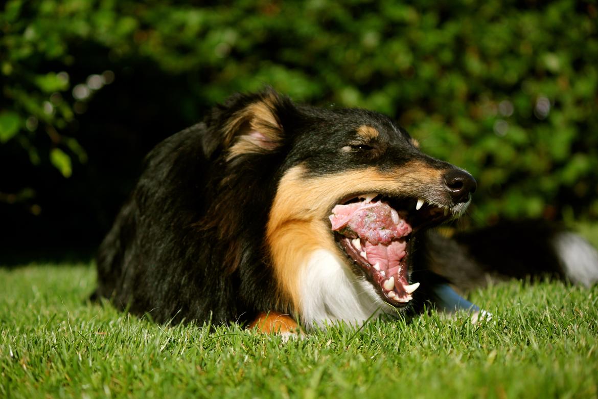 Shetland sheepdog Elverlamshuset's Uno billede 12