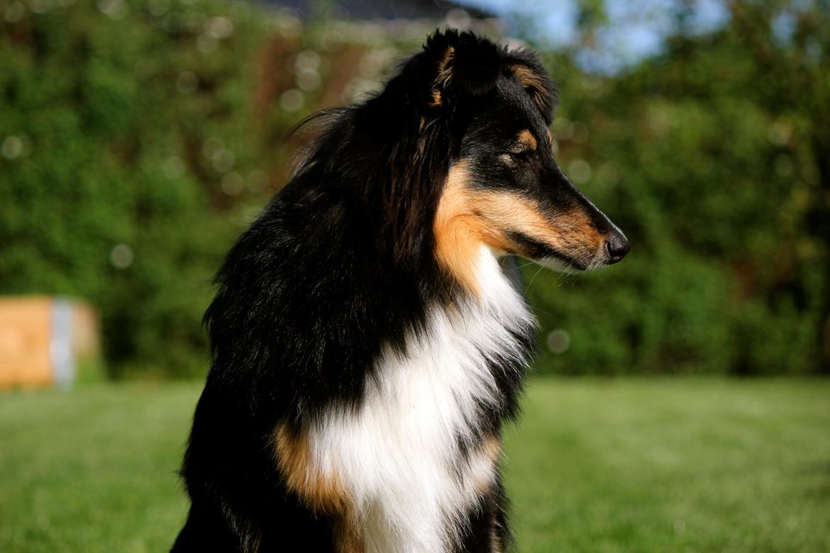Shetland sheepdog Elverlamshuset's Uno billede 13