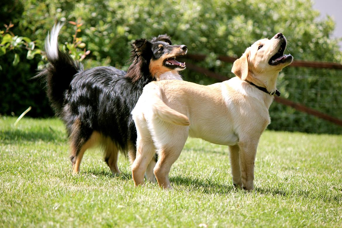 Shetland sheepdog Elverlamshuset's Uno - Uno og hvalpen Smila  billede 14