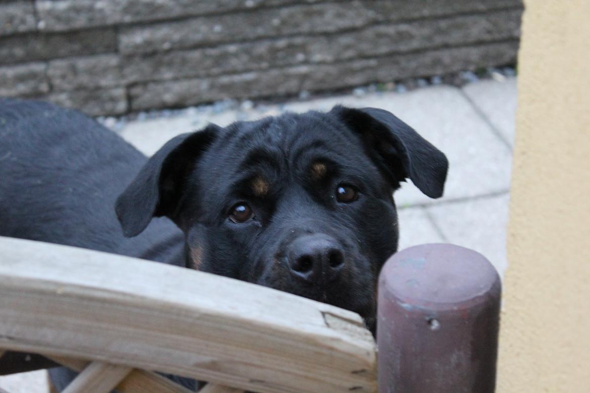 Rottweiler Sv-Vagt's Cheena (Alou) billede 3