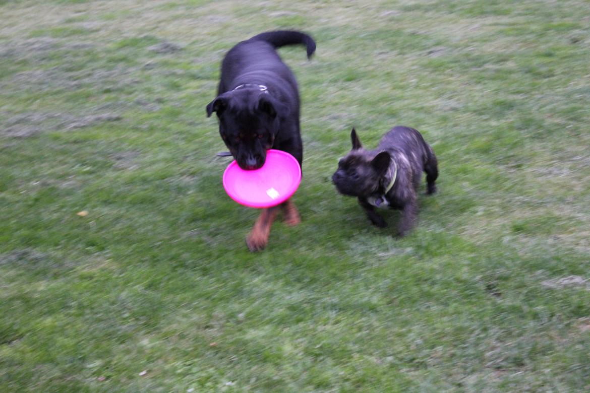 Rottweiler Sv-Vagt's Cheena (Alou) billede 2