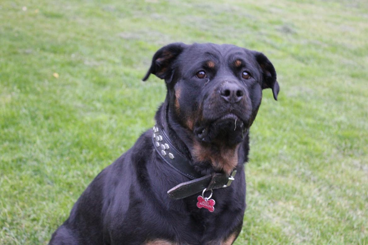 Rottweiler Sv-Vagt's Cheena (Alou) billede 1