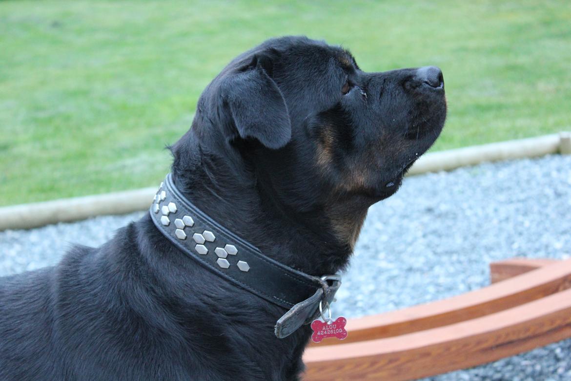Rottweiler Sv-Vagt's Cheena (Alou) billede 4
