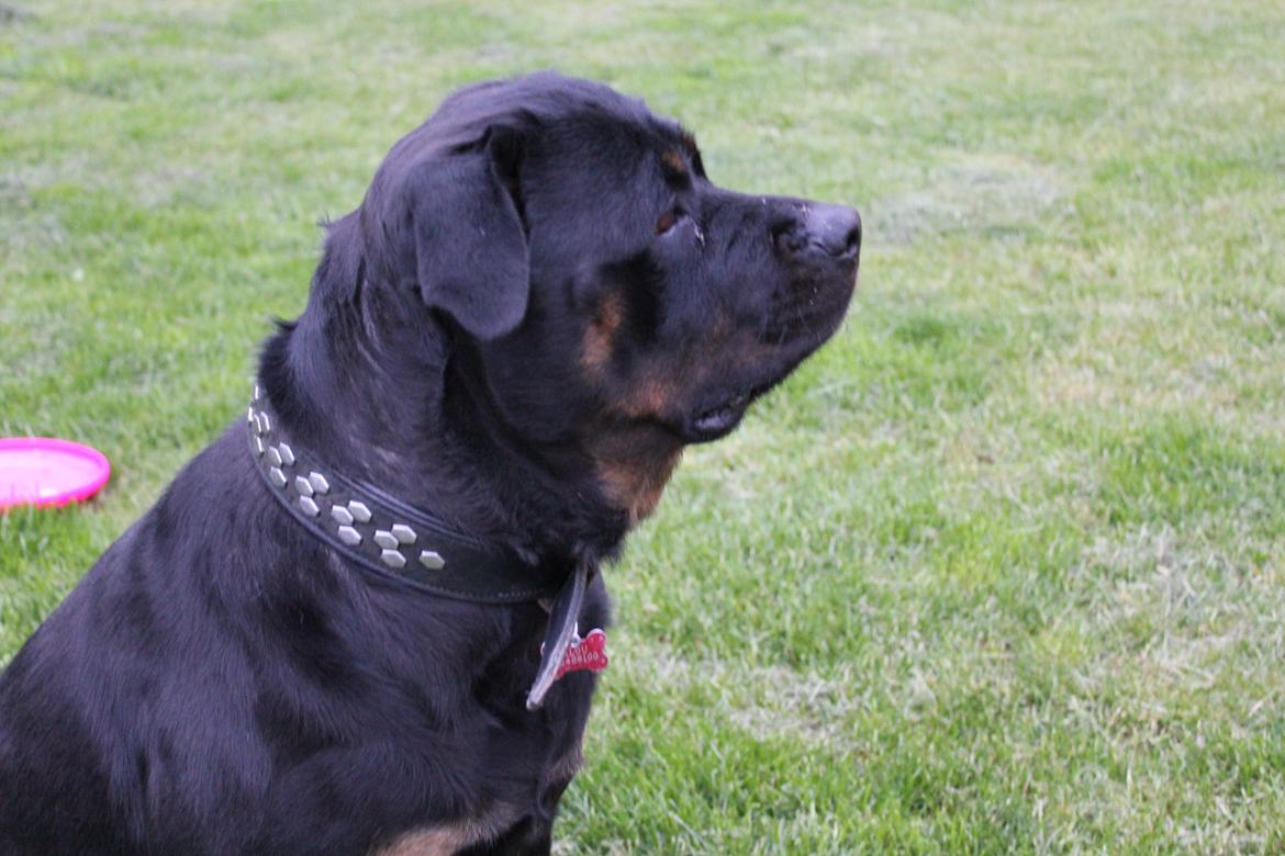 Rottweiler Sv-Vagt's Cheena (Alou) billede 5
