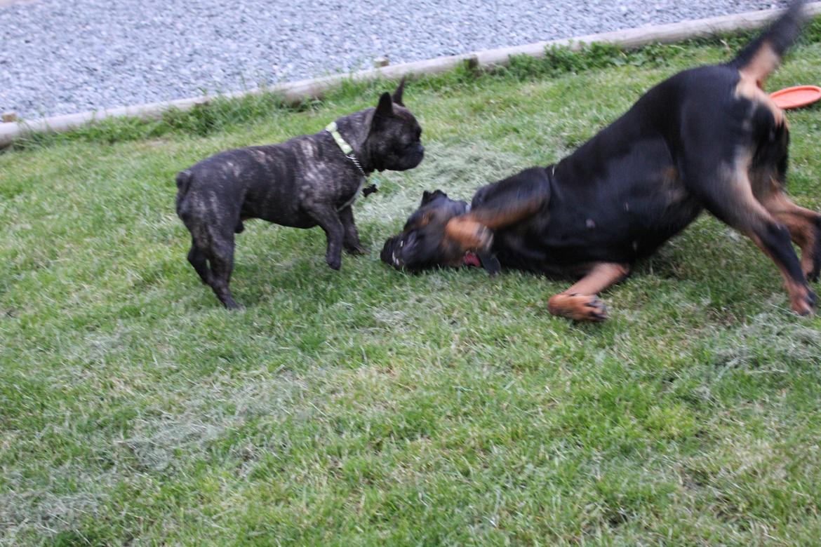 Rottweiler Sv-Vagt's Cheena (Alou) billede 6