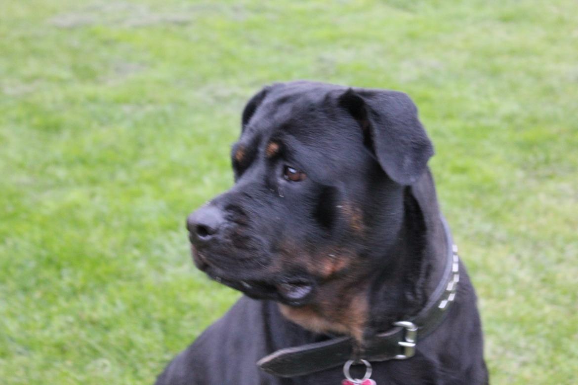 Rottweiler Sv-Vagt's Cheena (Alou) billede 7