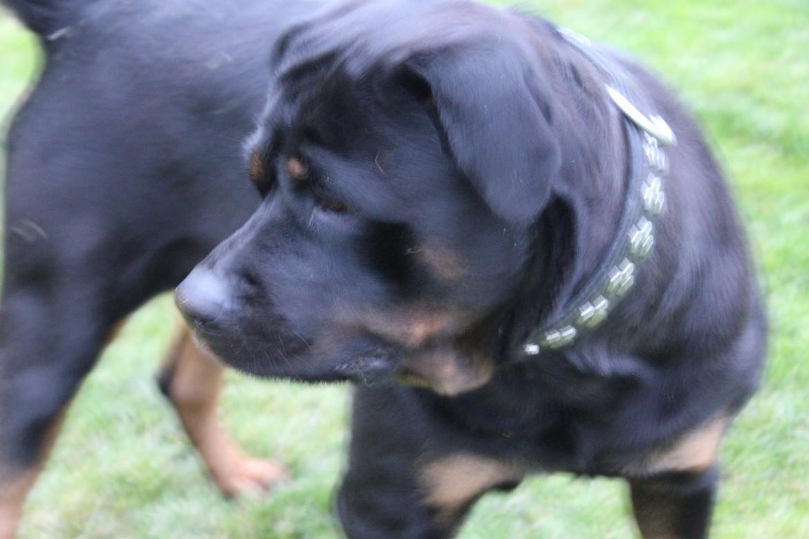 Rottweiler Sv-Vagt's Cheena (Alou) billede 8