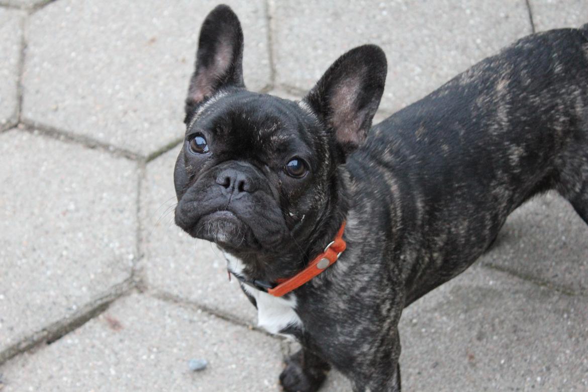 Fransk bulldog Mali billede 1