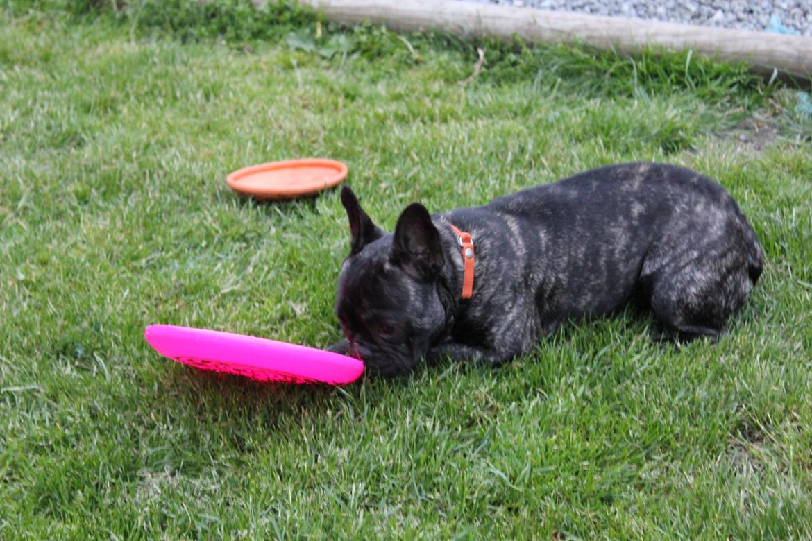 Fransk bulldog Mali billede 2