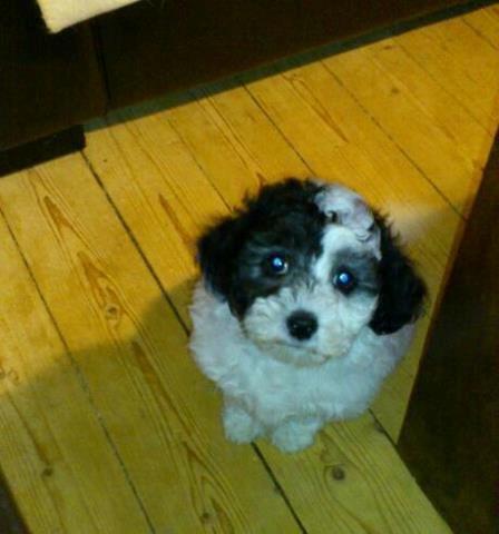 Blanding af racer Lui - kan man stå for de øjne billede 3