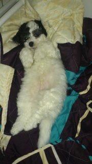 Blanding af racer Lui billede 4