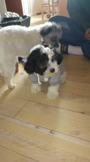 Blanding af racer Lui billede 5