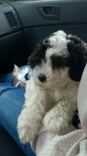 Blanding af racer Lui billede 6