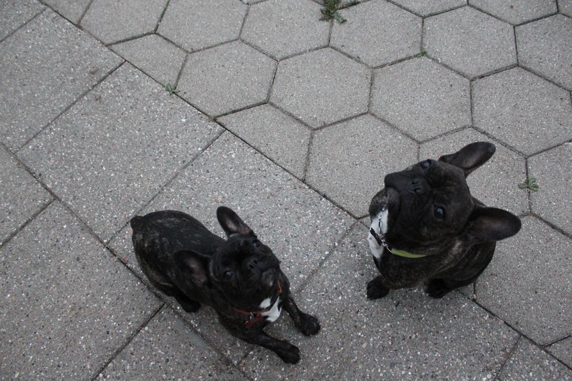 Fransk bulldog Ozzy billede 2