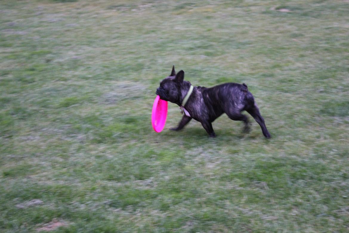 Fransk bulldog Ozzy billede 3