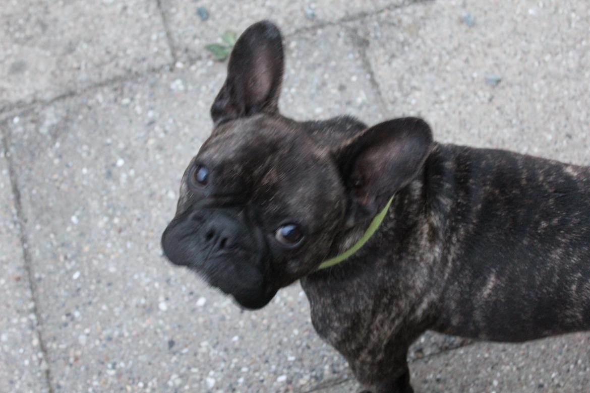 Fransk bulldog Ozzy billede 5