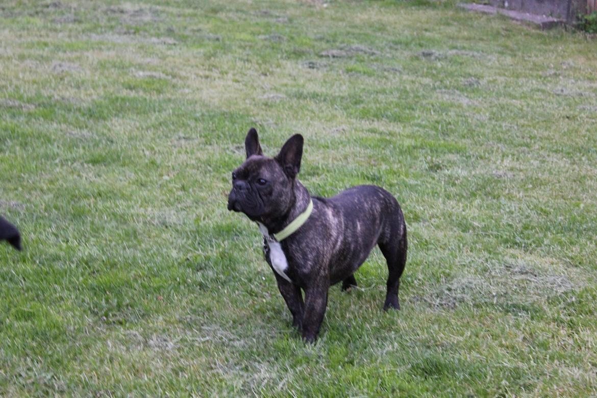 Fransk bulldog Ozzy billede 6