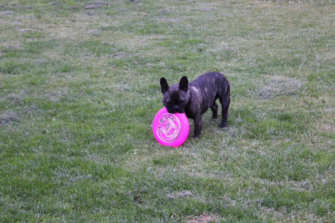 Fransk bulldog Ozzy billede 4