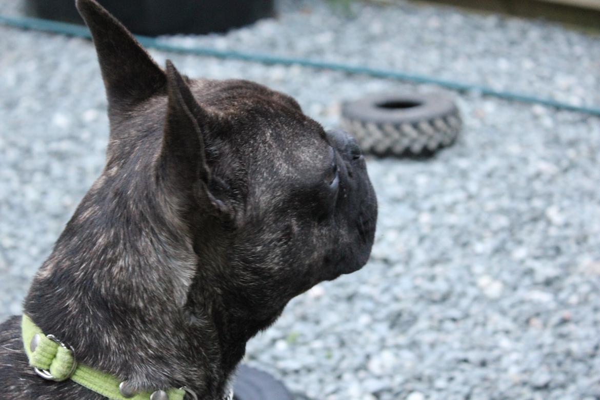 Fransk bulldog Ozzy billede 7