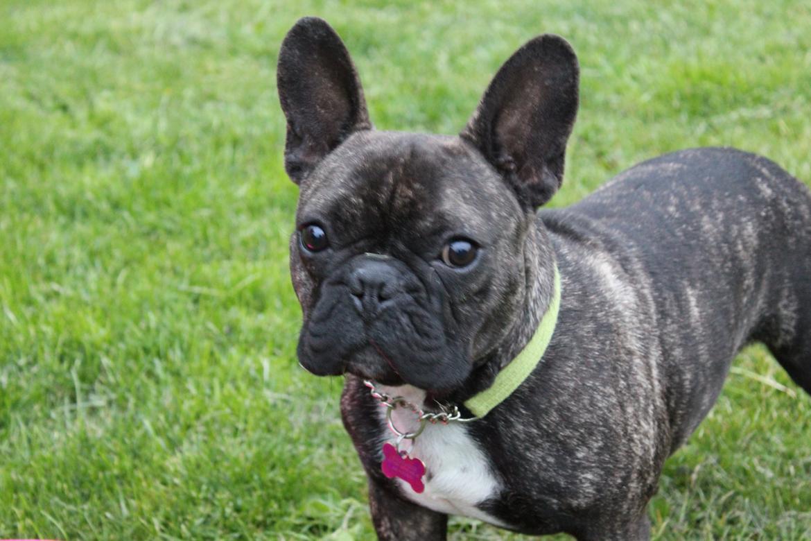 Fransk bulldog Ozzy billede 1
