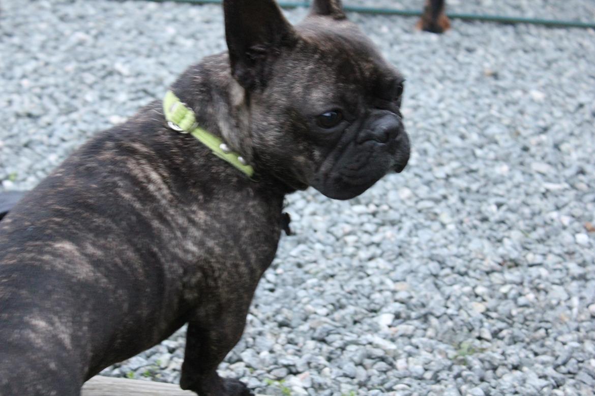 Fransk bulldog Ozzy billede 8