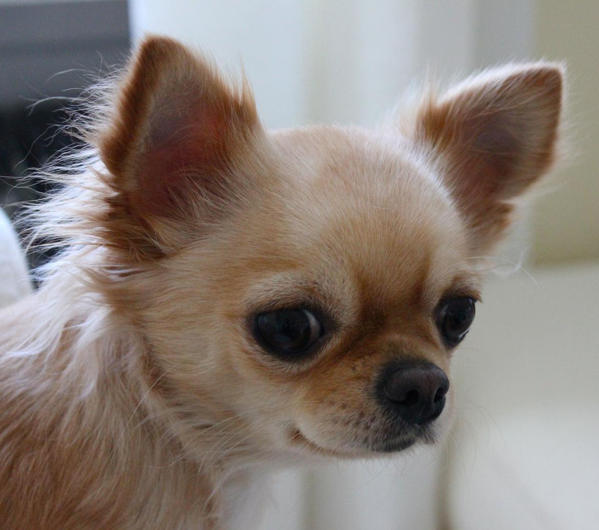 Chihuahua Rosa billede 9