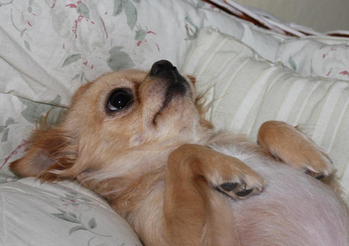 Chihuahua Rosa billede 10