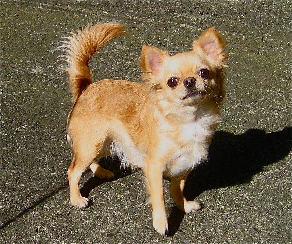 Chihuahua Rosa billede 6