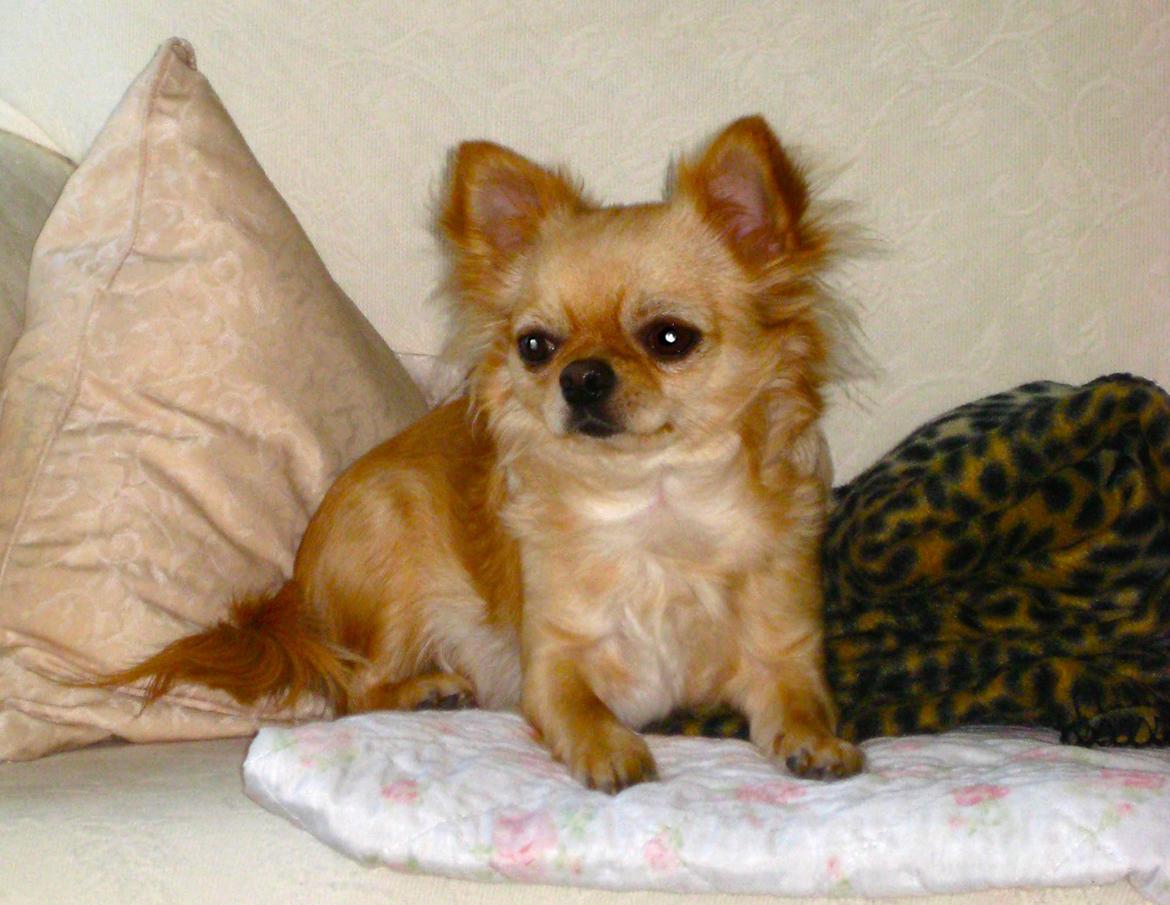 Chihuahua Rosa billede 4