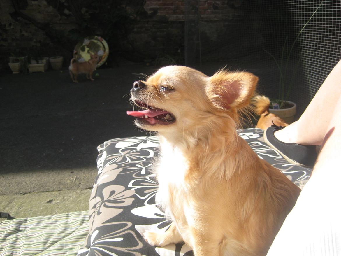 Chihuahua Rosa billede 7