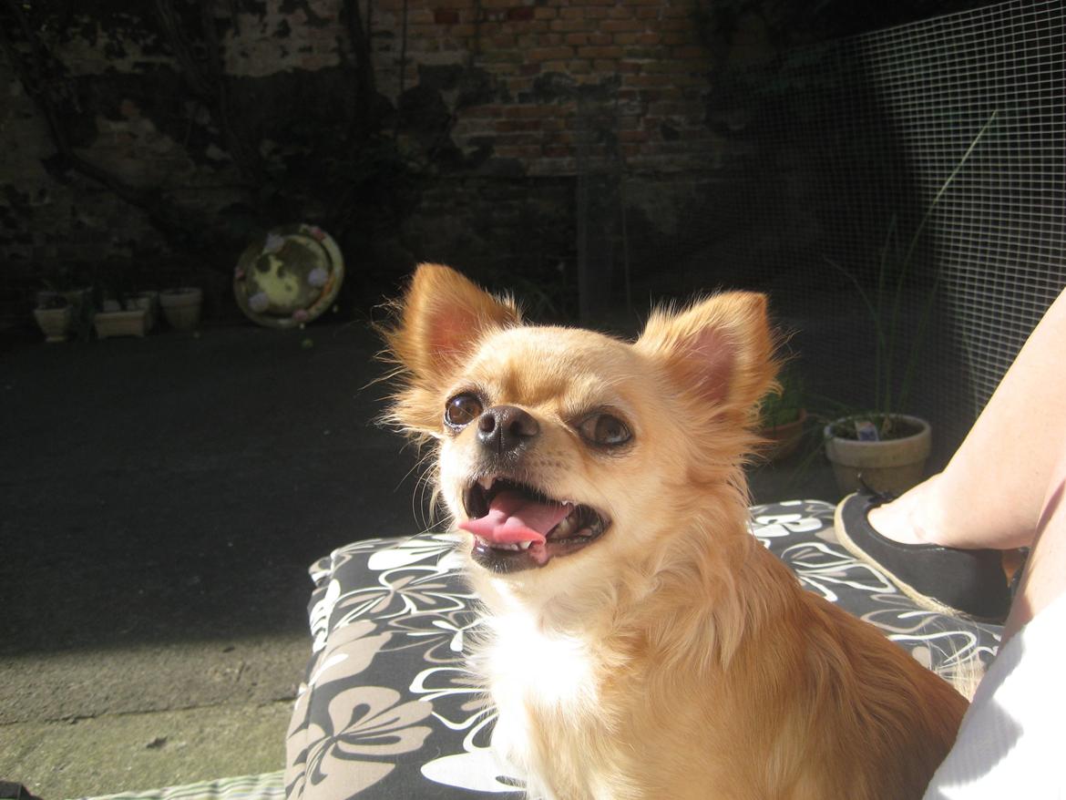 Chihuahua Rosa billede 5