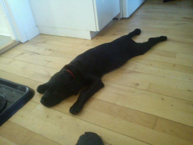 Blanding af racer Bella billede 14