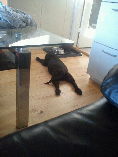 Blanding af racer Bella billede 15