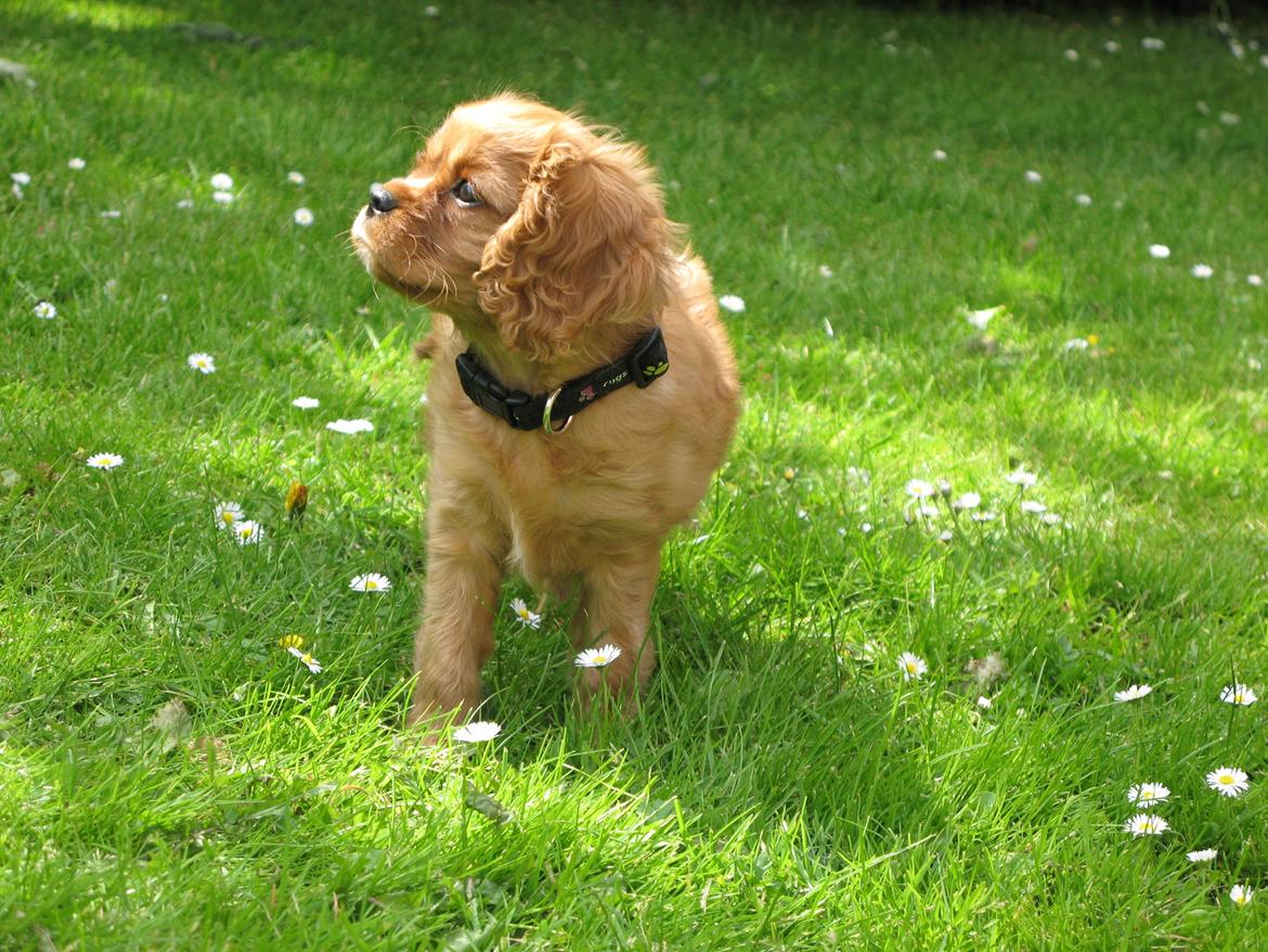 Cavalier king charles spaniel Nellie 30/3-12 - 4/9-17 billede 13