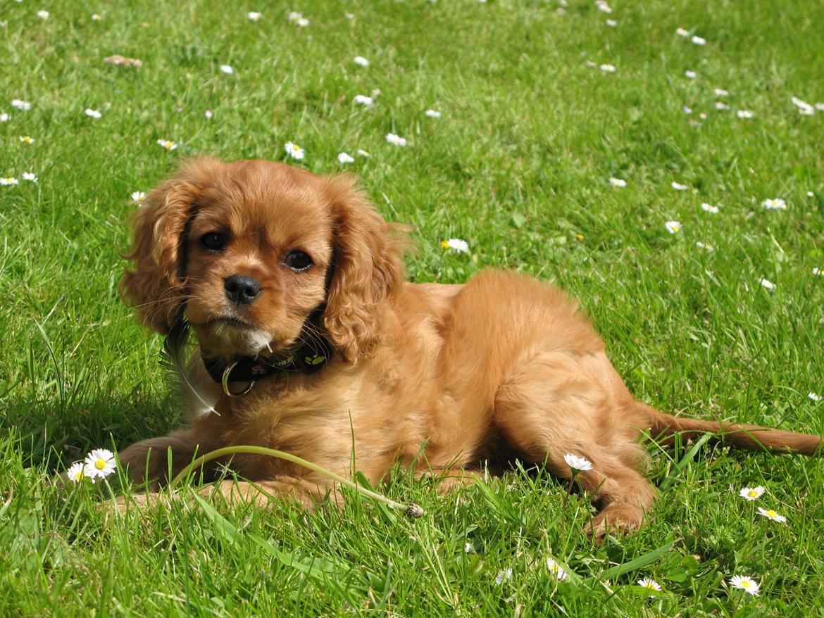 Cavalier king charles spaniel Nellie 30/3-12 - 4/9-17 - 9 uger med fjer i munden billede 10