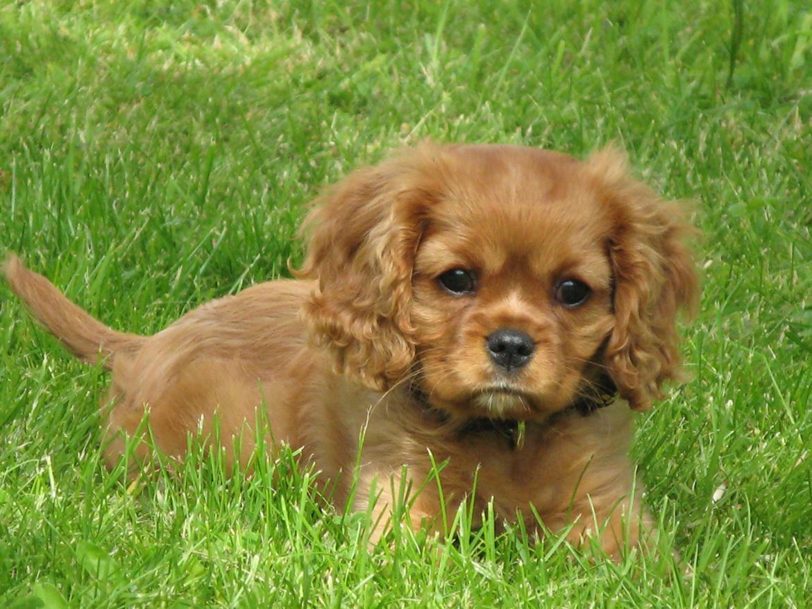 Cavalier king charles spaniel Nellie 30/3-12 - 4/9-17 billede 12