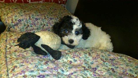 Blanding af racer Lui billede 1