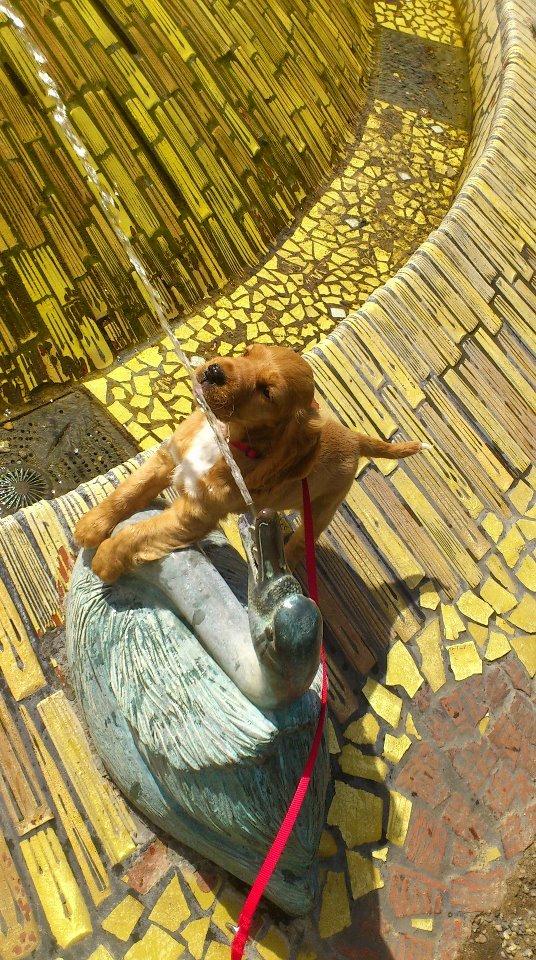 Cocker spaniel Freja billede 18