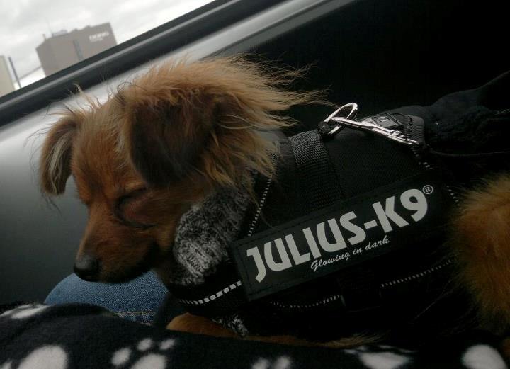 Pomeranian Smiley - meget træt efter en lang tur i byen :) billede 10