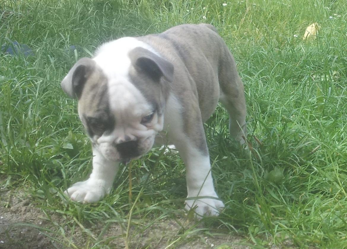 Engelsk bulldog Bertha    (mama bulldog) billede 16