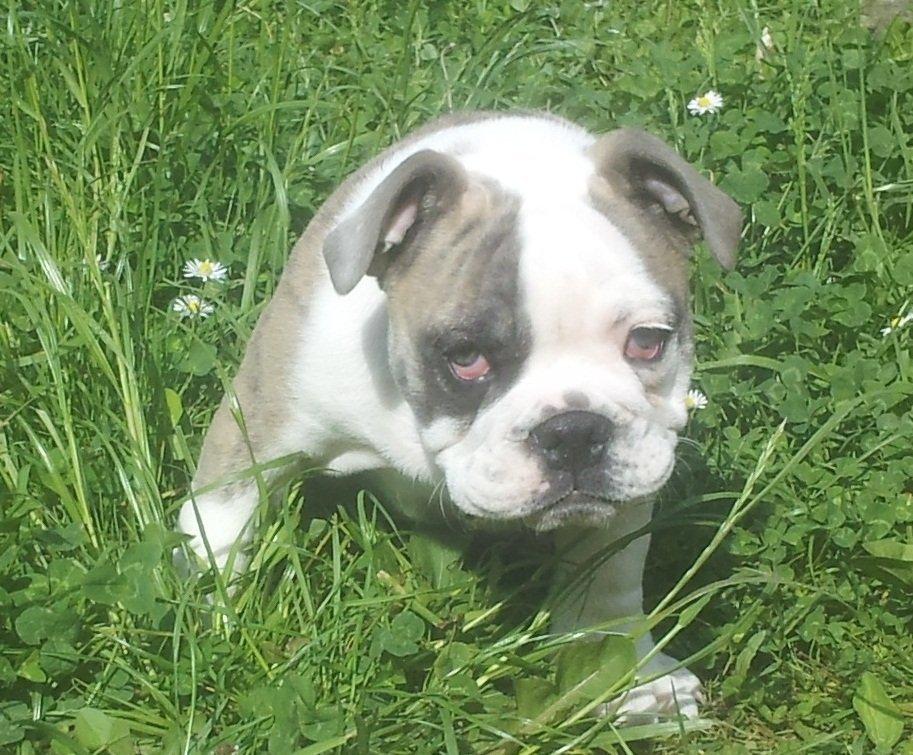Engelsk bulldog Bertha    (mama bulldog) billede 17